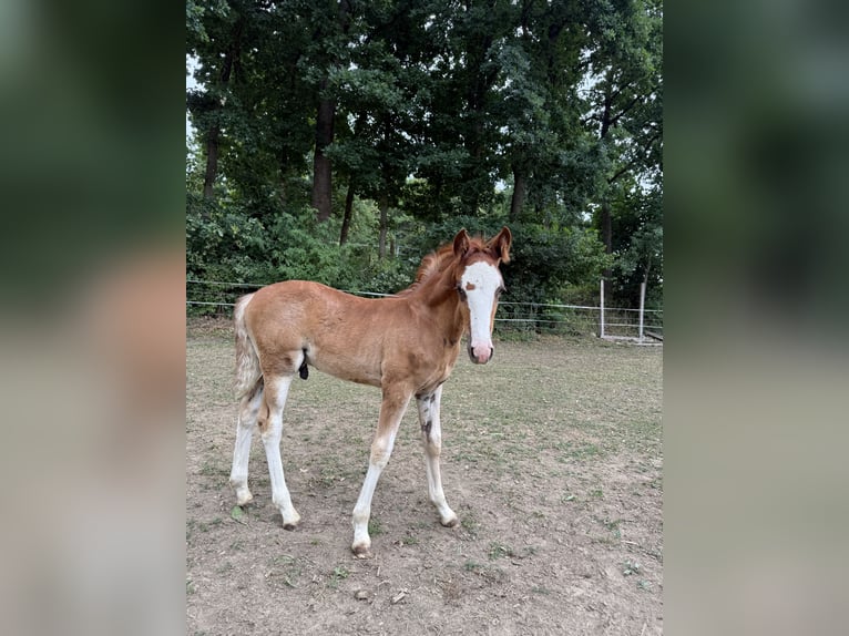 Criollo Semental  142 cm Alazán-tostado in Mengen