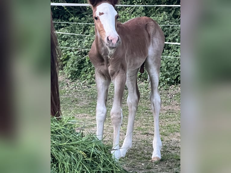 Criollo Semental  142 cm Alazán-tostado in Mengen