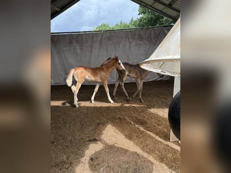 Criollo Semental  142 cm Alazán-tostado in Mengen