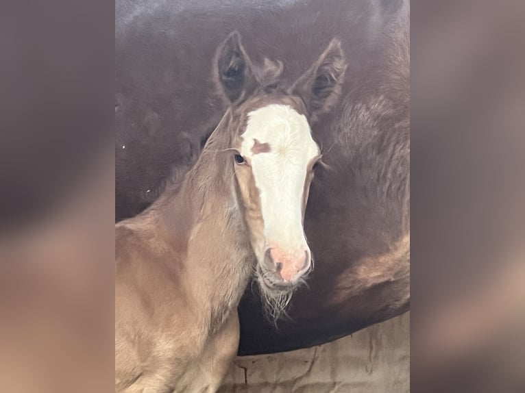 Criollo Semental  142 cm Alazán-tostado in Mengen