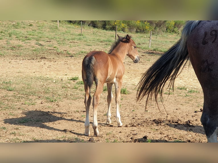 Criollo Semental  145 cm Castaño-ruano in Montgaillard