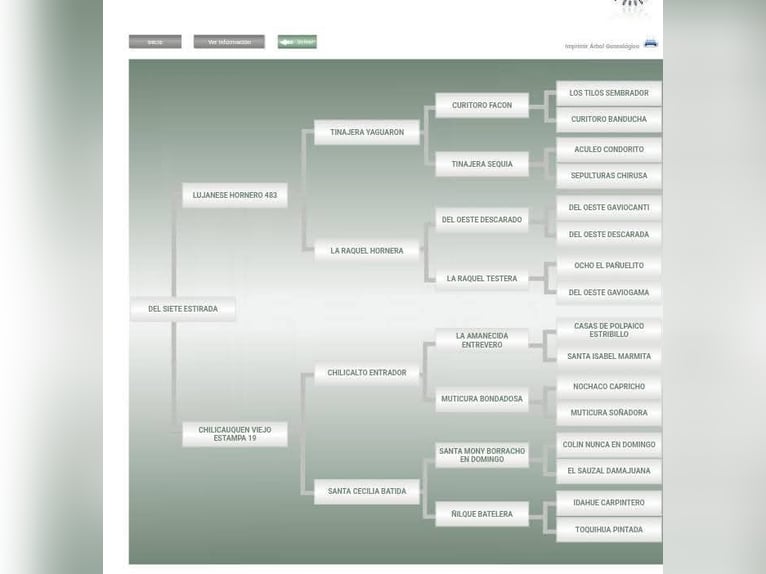 Criollo Semental Potro (06/2025) 145 cm Overo-todas las-capas in Wörth am Main