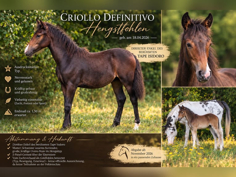 Criollo Semental Potro (04/2026) 150 cm Castaño oscuro in Stockstadt am Main