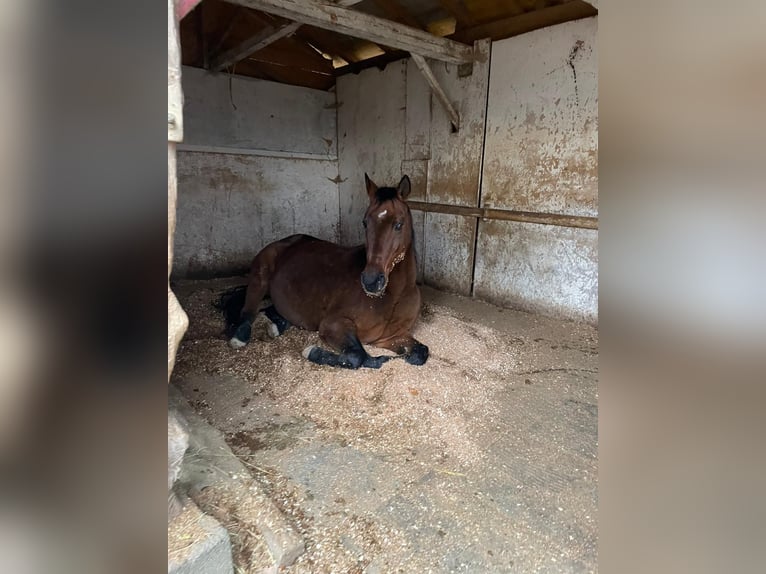 Criollo Mix Stallion 13 years 14,1 hh Brown in Ulm