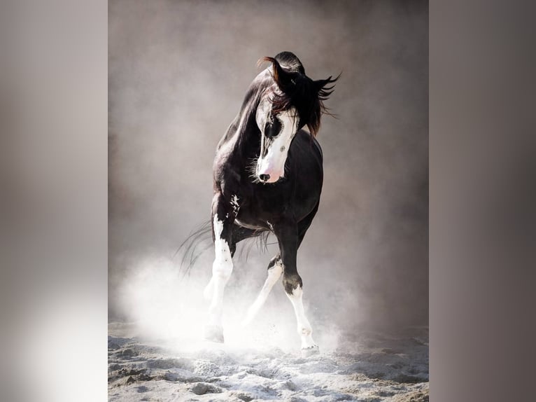 Criollo Stallion 1 year 13.1 hh Brown in Bergamo