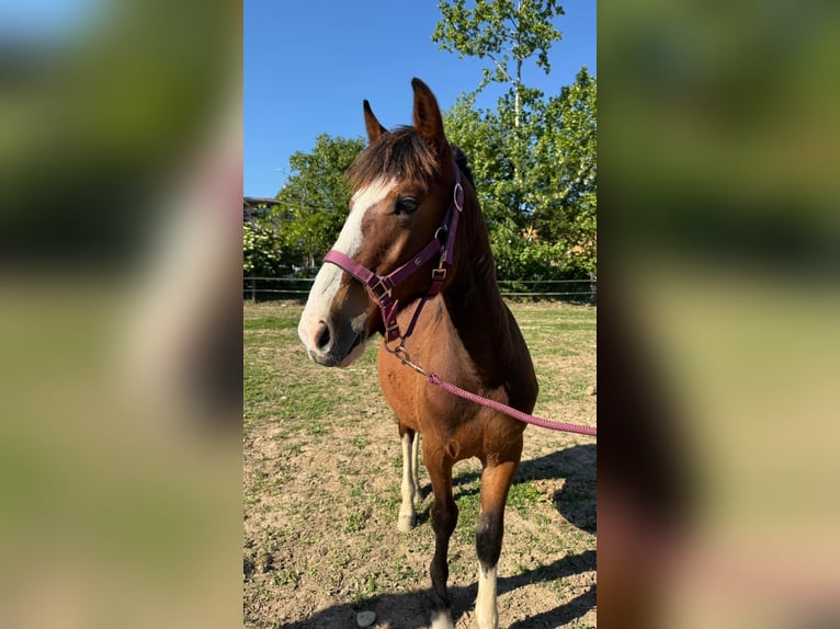 Criollo Stallion 1 year 13,1 hh Brown in Bergamo