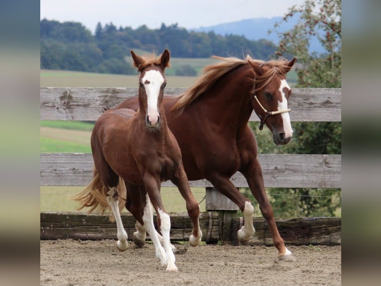 Criollo Stallion 1 year 13,3 hh Chestnut in Mengen