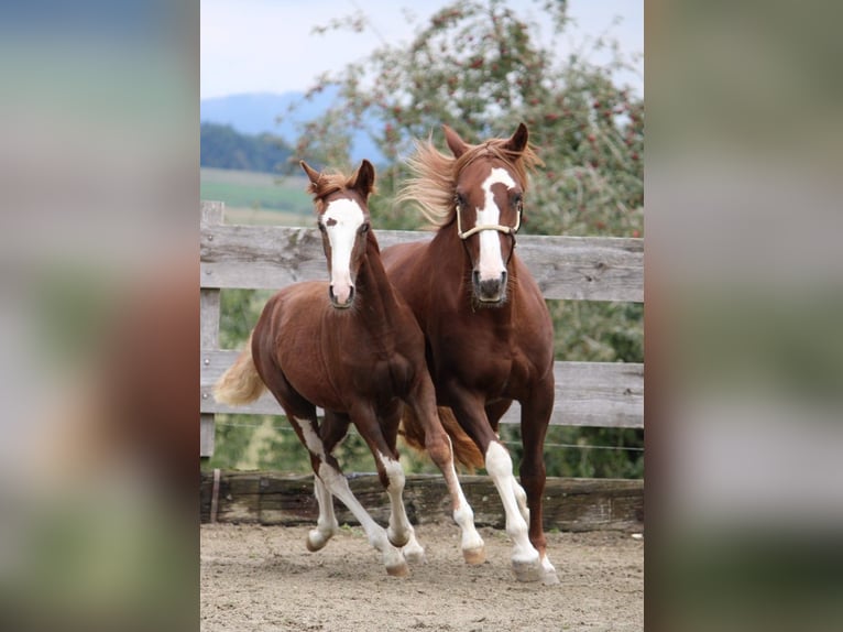 Criollo Stallion 1 year 13,3 hh Chestnut in Mengen
