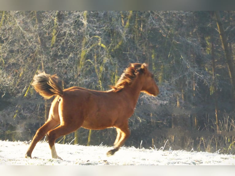 Criollo Stallion 1 year 14,1 hh Bay in Ried in der Riedmark