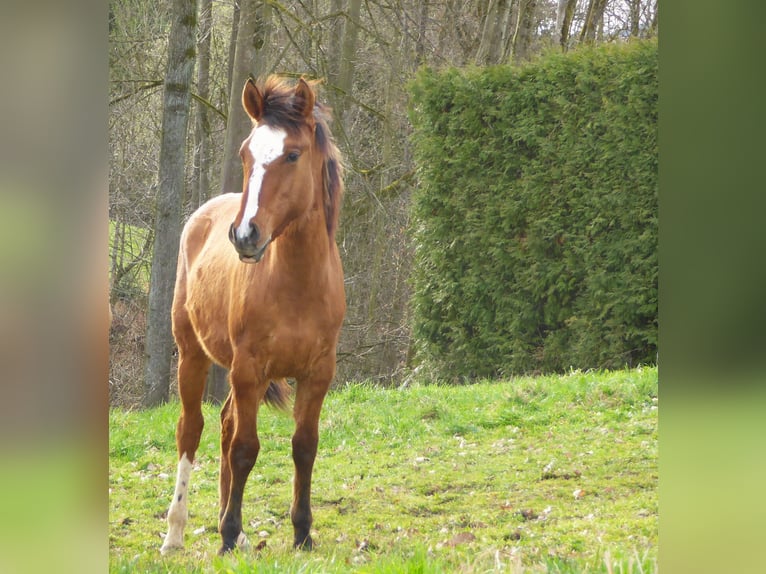 Criollo Stallion 1 year 14,1 hh Bay in Ried in der Riedmark