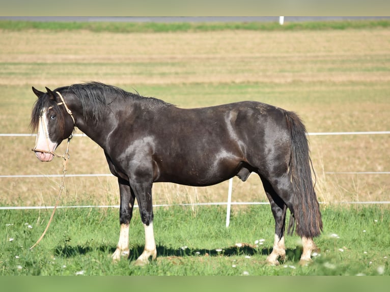 Criollo Stallion 1 year 14,1 hh Buckskin in Höpfingen