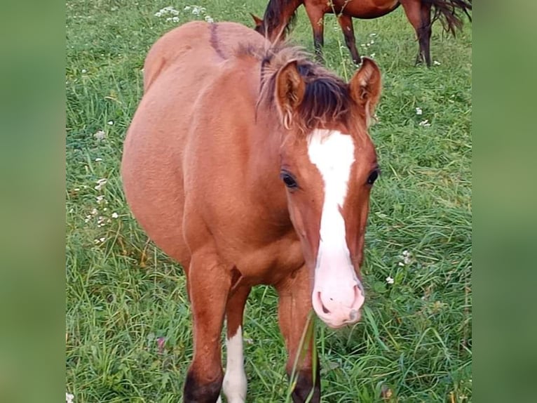 Criollo Stallion 1 year 14,1 hh Buckskin in Höpfingen