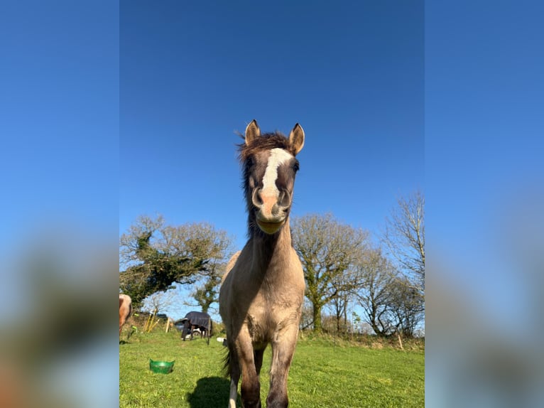 Criollo Stallion 1 year 14.1 hh Grullo in commana