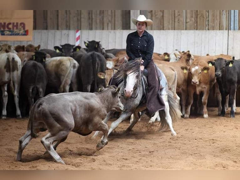 Criollo Stallion 1 year 14.1 hh Overo-all-colors in Wörth am Main