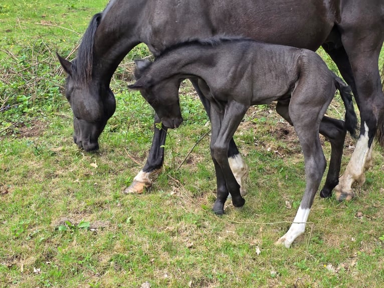 Criollo Stallion 1 year 14.2 hh Black in Sommerkahl