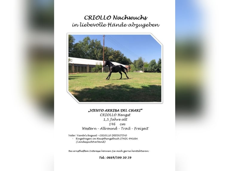 Criollo Stallion 1 year 14,2 hh Black in Doiberberg