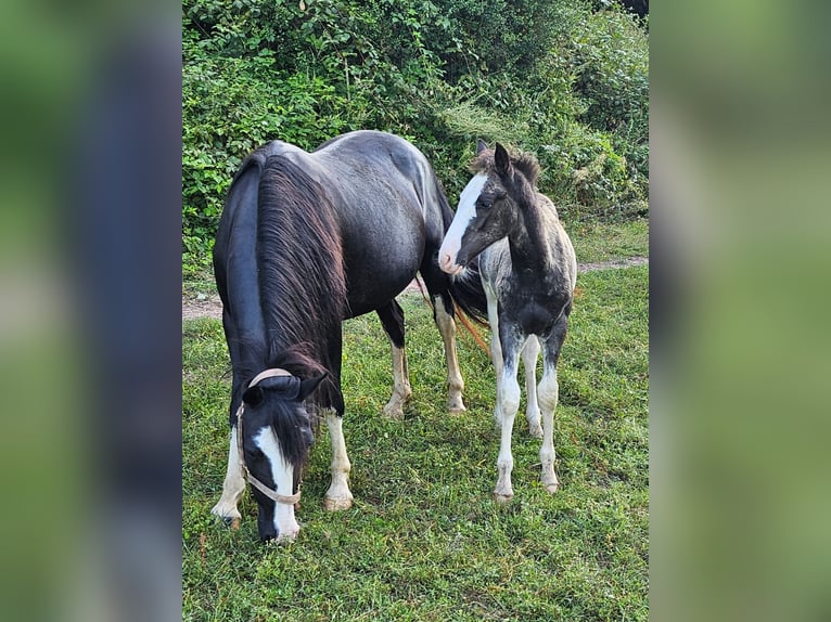 Criollo Stallion 1 year 14,2 hh Overo-all-colors in sommerkahl