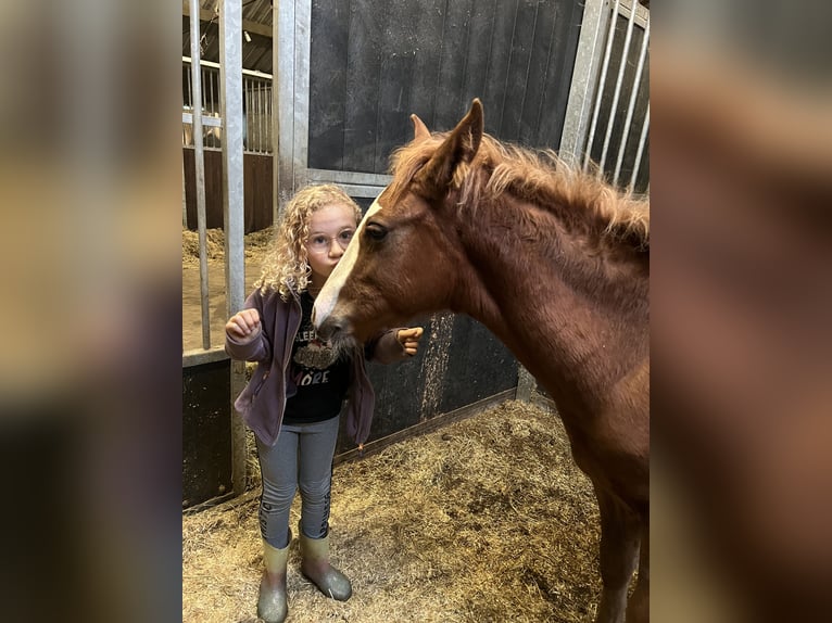 Criollo Stallion 1 year 14,2 hh Sorrel in Ossenzijl