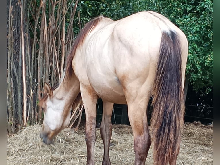 Criollo Stallion 1 year 14,1 hh Buckskin in W&#xF6;rth am Main