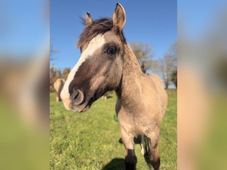 Criollo Stallion 1 year 14,1 hh Grullo in commana