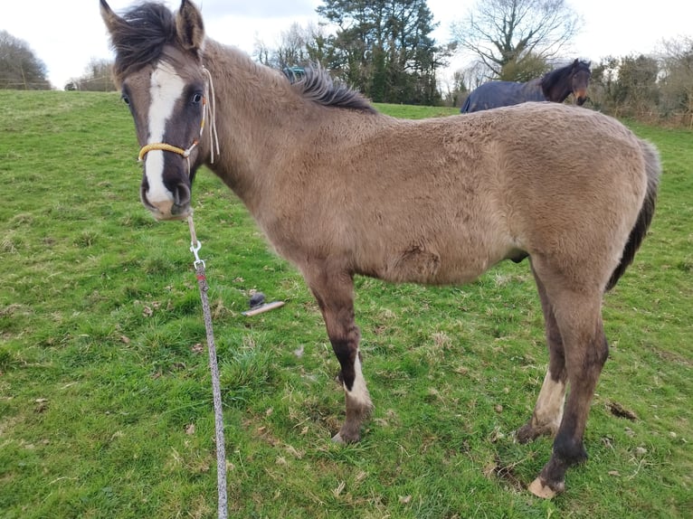 Criollo Stallion 1 year 14,1 hh Grullo in commana