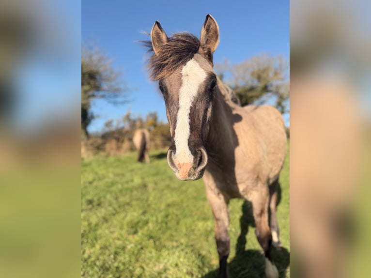 Criollo Stallion 1 year 14,1 hh Grullo in commana