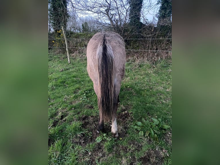 Criollo Stallion 1 year 14,1 hh Grullo in commana