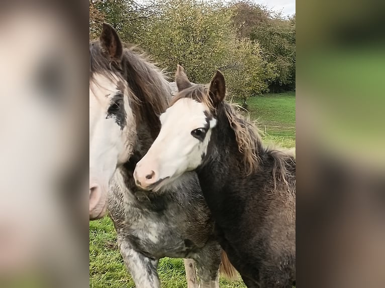 Criollo Stallion 1 year 14,1 hh Overo-all-colors in Wörth am Main