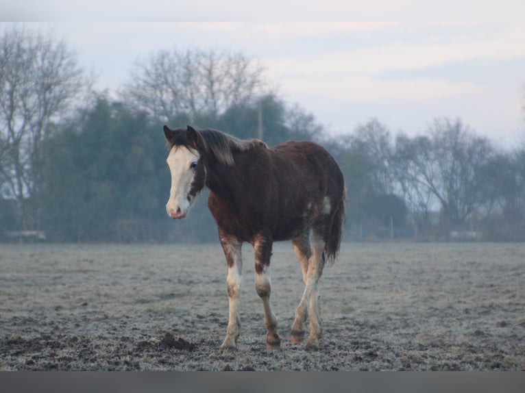 Criollo Stallion 1 year 14,1 hh Overo-all-colors in Gailingen am Hochrhein
