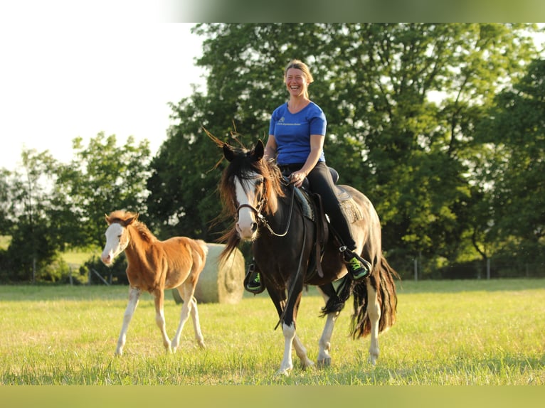 Criollo Stallion 1 year 14,1 hh Overo-all-colors in Gailingen am Hochrhein