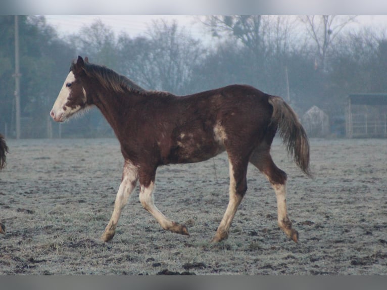 Criollo Stallion 1 year 14,1 hh Overo-all-colors in Gailingen am Hochrhein