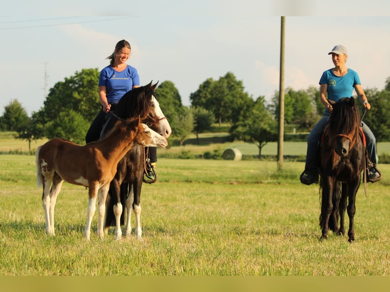 Criollo Stallion 1 year 14,1 hh Overo-all-colors in Gailingen am Hochrhein