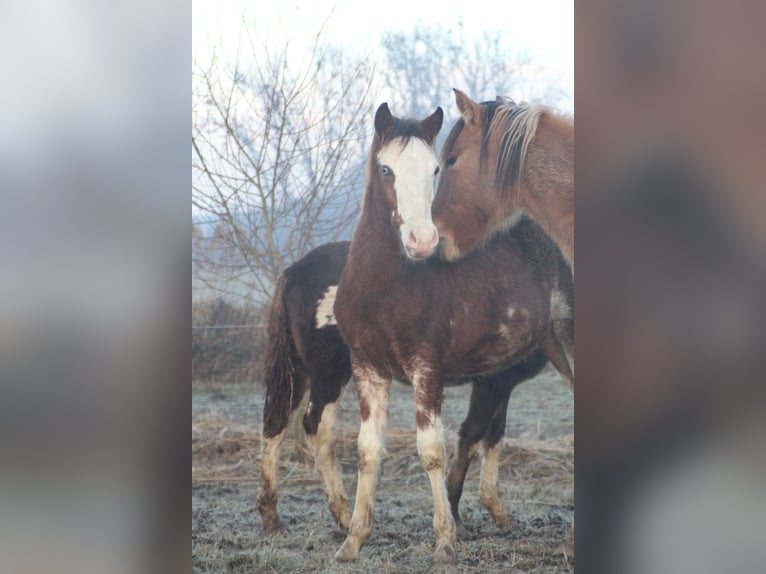 Criollo Stallion 1 year 14,1 hh Overo-all-colors in Gailingen am Hochrhein