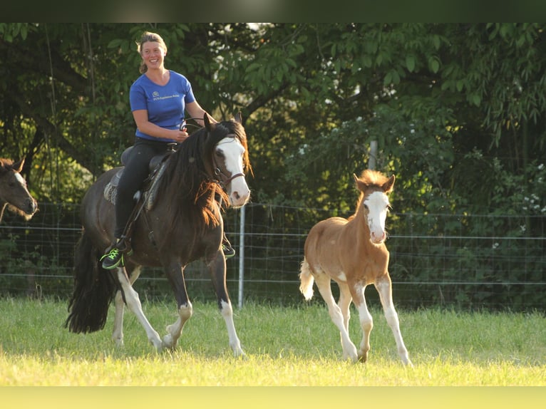 Criollo Stallion 1 year 14,1 hh Overo-all-colors in Gailingen am Hochrhein
