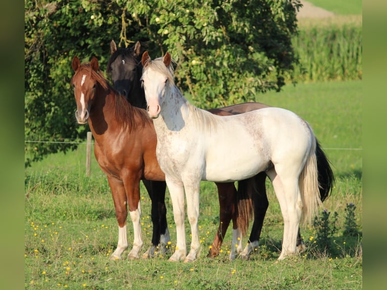 Criollo Stallion 1 year 14,1 hh Pinto in Mengen