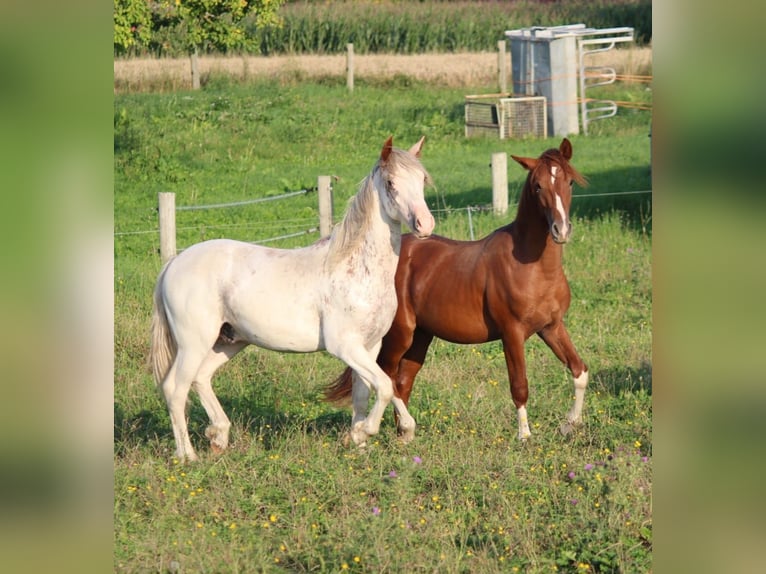 Criollo Stallion 1 year 14,1 hh Pinto in Mengen