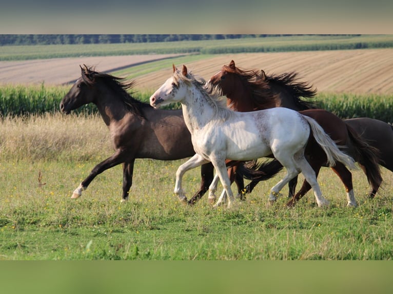 Criollo Stallion 1 year 14,1 hh Pinto in Mengen