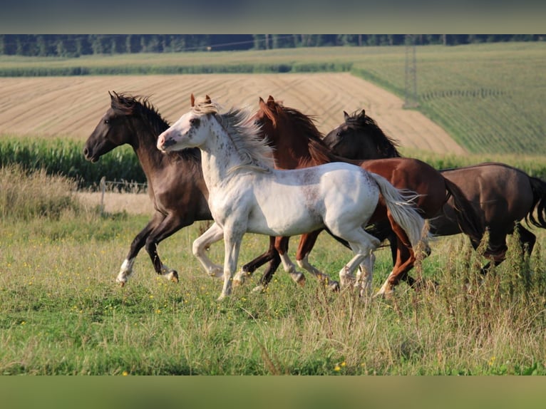 Criollo Stallion 1 year 14,1 hh Pinto in Mengen
