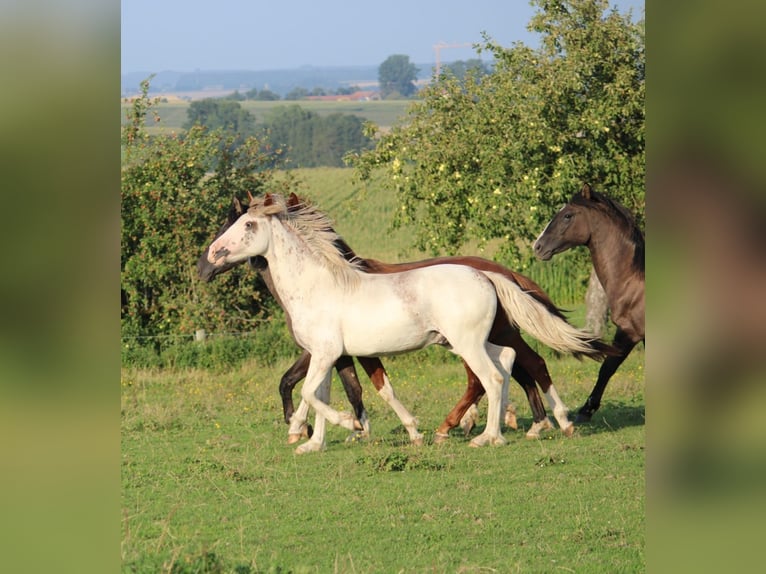 Criollo Stallion 1 year 14,1 hh Pinto in Mengen