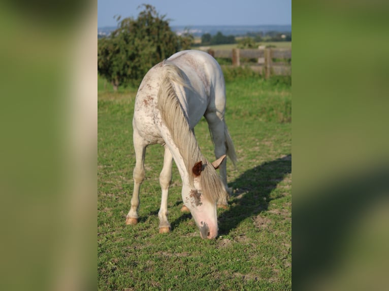 Criollo Stallion 1 year 14,1 hh Pinto in Mengen