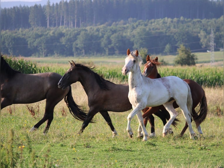 Criollo Stallion 1 year 14,1 hh Pinto in Mengen