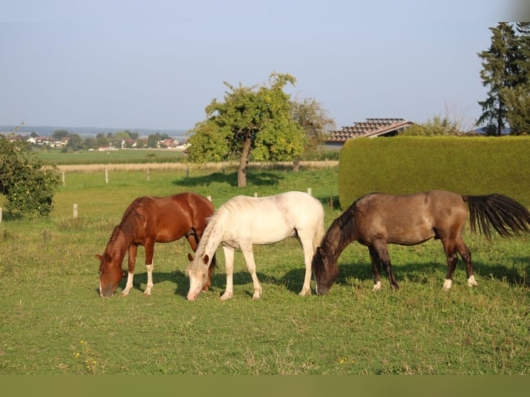 Criollo Stallion 1 year 14,1 hh Pinto in Mengen