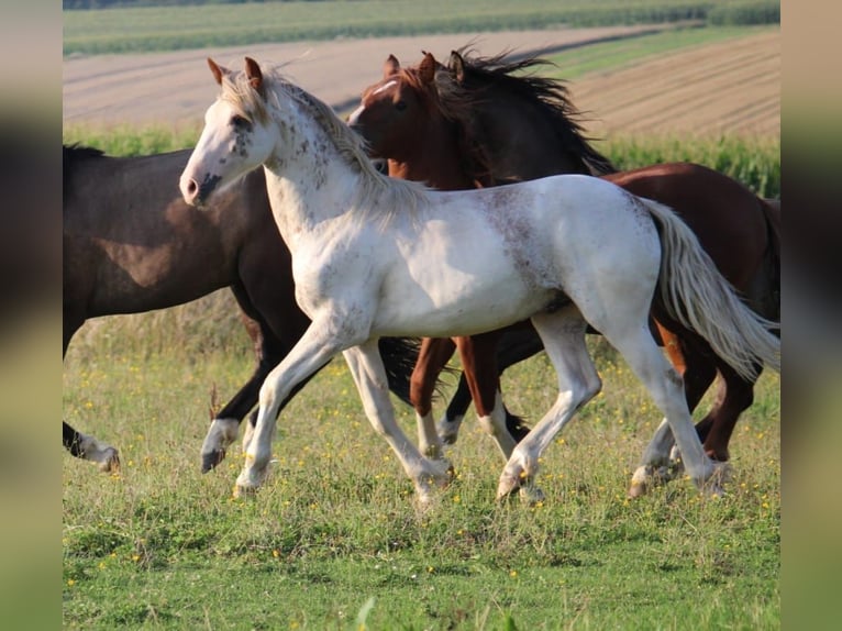 Criollo Stallion 1 year 14,1 hh Pinto in Mengen