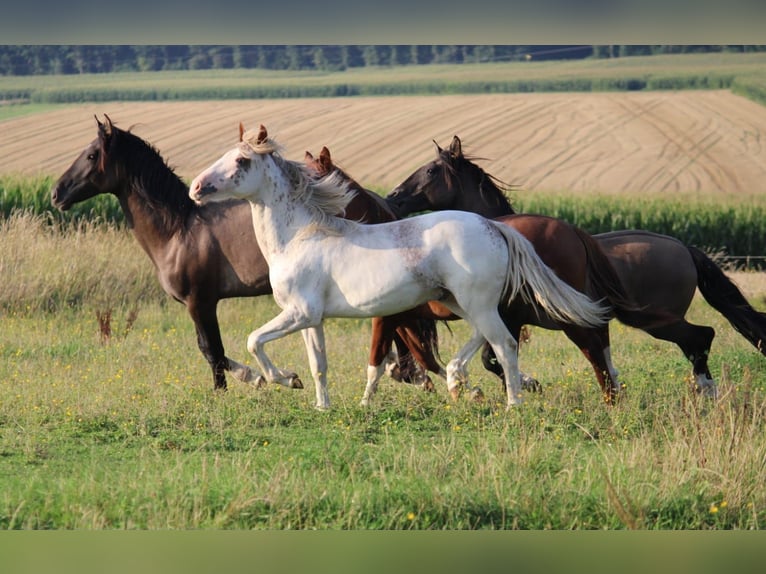 Criollo Stallion 1 year 14,1 hh Pinto in Mengen