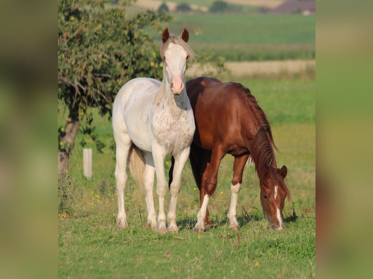 Criollo Stallion 1 year 14,1 hh Pinto in Mengen