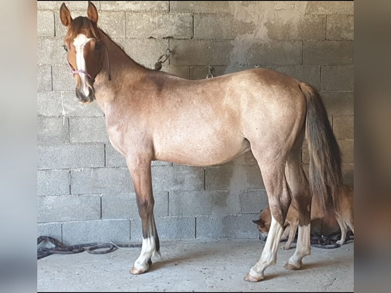 Criollo Stallion 1 year 14,1 hh Roan-Bay in Montgaillard
