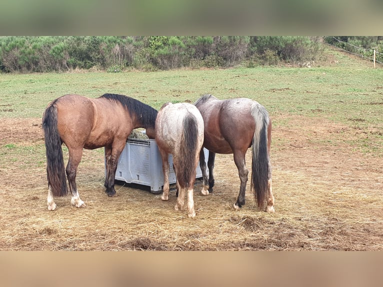 Criollo Stallion 1 year 14,1 hh Roan-Bay in Montgaillard