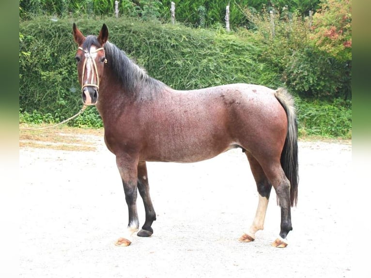 Criollo Stallion 1 year 14,1 hh Roan-Bay in Montgaillard