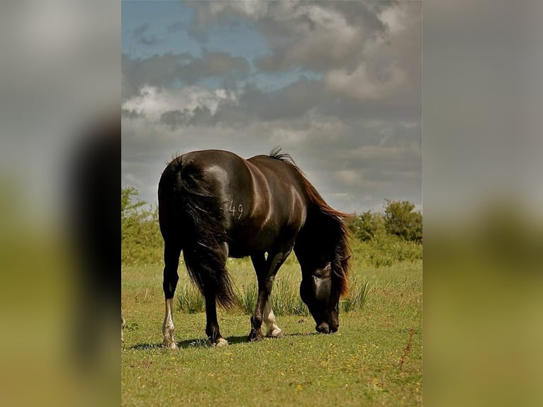 Criollo Stallion 1 year 14,1 hh Roan-Bay in Montgaillard