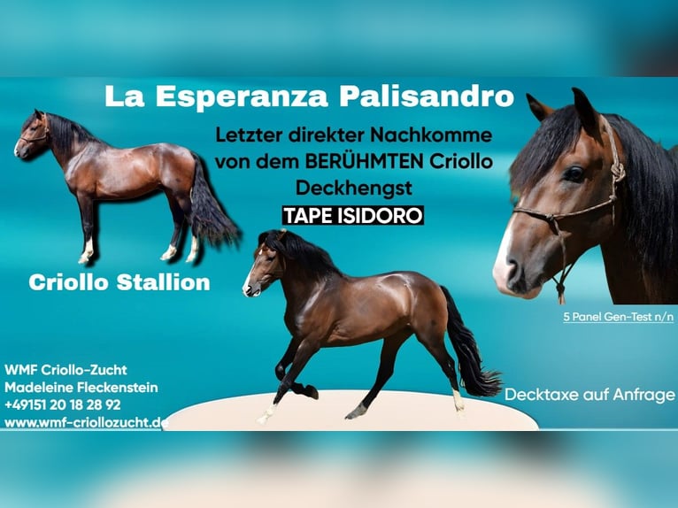 Criollo Stallion 1 year 14,2 hh Black in Sommerkahl